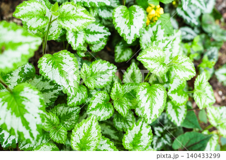 美しい白緑の葉を持つ植物のクローズアップ写真 140433299
