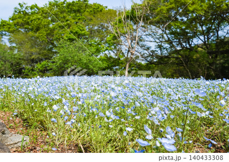 青いネモフィラが広がる広大な風景に包まれて 青いネモフィラが広がる広大な風景に包まれて 140433308