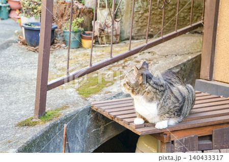 田舎町の民家の庭で丸まっている猫の姿 田舎町の民家の庭で丸まっている猫の姿 140433317