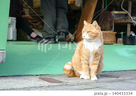 優しい表情の茶トラ猫が街角で佇む瞬間 優しい表情の茶トラ猫が街角で佇む瞬間 140433334