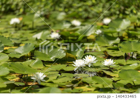 夏の水辺に広がる睡蓮の葉と白い花 夏の水辺に広がる睡蓮の葉と白い花 140433465