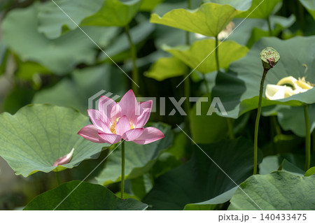 夏に咲くピンクの蓮の花と花托 夏に咲くピンクの蓮の花と花托 140433475
