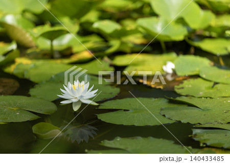 水面に咲く白い睡蓮の花 水面に咲く白い睡蓮の花 140433485