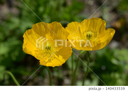 ケシの花 ケシの花 140433539