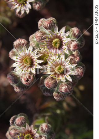 Blooming Sempervivum Succulent Flowers Closeup Blooming Sempervivum Succulent Flowers Closeup 140433605
