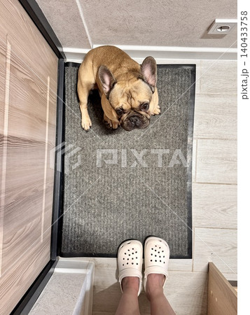 a French bulldog dog of fawn color, young and energetic at home. Photo a French bulldog dog of fawn color, young and energetic at home. Photo 140433758