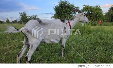 White and grey horned domestic goat wearing a red collar stands in high lush green grass in a field, background of trees and blue cloudy sky, rustic farming concept White and grey horned domestic goat wearing a red collar stands in high lush green grass in a field, background of trees and blue cloudy sky, rustic farming concept 140434067