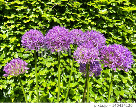 Beautiful allium flower in the city park during summer - Herning, Denmark Beautiful allium flower in the city park during summer - Herning, Denmark 140434120