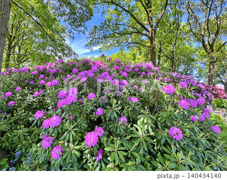 Big Azalea or rhododendron in the city park, Herning in Denmark Big Azalea or rhododendron in the city park, Herning in Denmark 140434140
