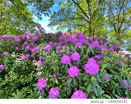 Big Azalea or rhododendron in the city park, Herning in Denmark Big Azalea or rhododendron in the city park, Herning in Denmark 140434141