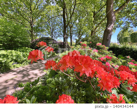 Big Azalea or rhododendron in the city park, Herning in Denmark Big Azalea or rhododendron in the city park, Herning in Denmark 140434144
