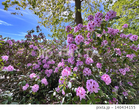Big Azalea or rhododendron in the city park, Herning in Denmark Big Azalea or rhododendron in the city park, Herning in Denmark 140434155