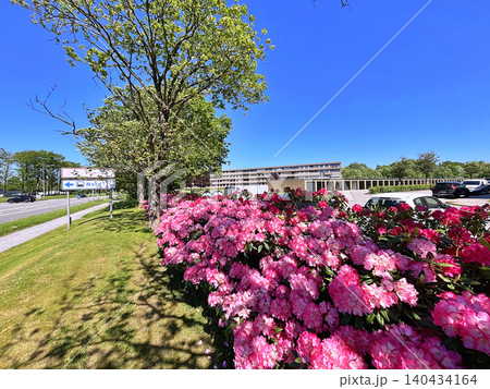 Flowers Azalea or Rhododendron during summer in Holmparken,Herning Flowers Azalea or Rhododendron during summer in Holmparken,Herning 140434164