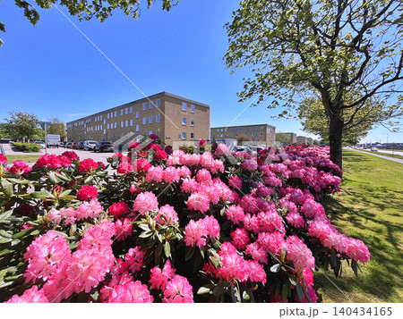 Flowers Azalea or Rhododendron during summer in Holmparken,Herning Flowers Azalea or Rhododendron during summer in Holmparken,Herning 140434165