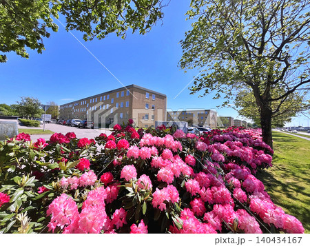 Flowers Azalea or Rhododendron during summer in Holmparken,Herning Flowers Azalea or Rhododendron during summer in Holmparken,Herning 140434167