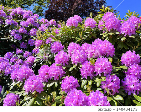 Big Azalea or rhododendron in the city park, Herning in Denmark 140434175