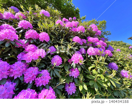 Big Azalea or rhododendron in the city park, Herning in Denmark Big Azalea or rhododendron in the city park, Herning in Denmark 140434188