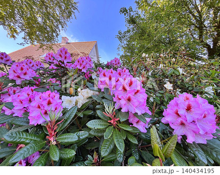 Big Azalea or rhododendron in the city park, Herning in Denmark Big Azalea or rhododendron in the city park, Herning in Denmark 140434195