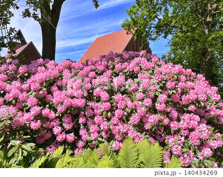 pink flowers in the garden 140434269