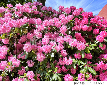 pink flowers in the garden pink flowers in the garden 140434273
