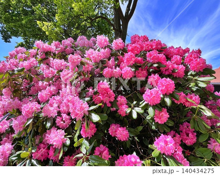 pink flowers in the garden pink flowers in the garden 140434275