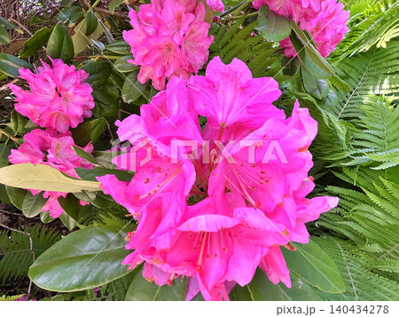 pink flowers in the garden pink flowers in the garden 140434278