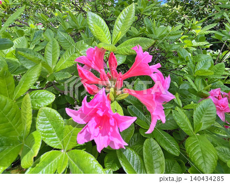 pink flowers in the garden 140434285