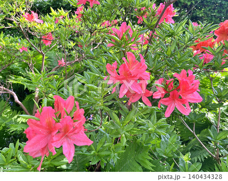 pink flowers in the garden pink flowers in the garden 140434328