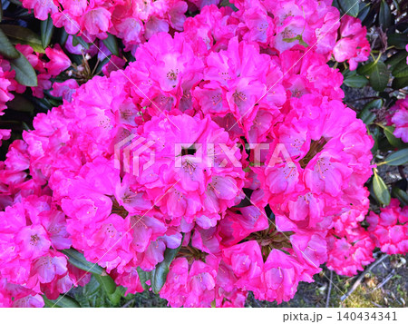pink flowers in the garden 140434341