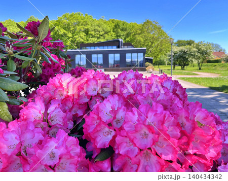 pink flowers in the garden pink flowers in the garden 140434342