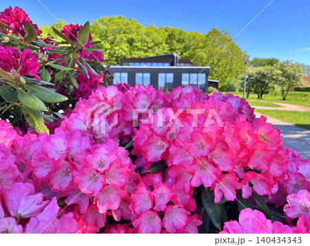 pink flowers in the garden pink flowers in the garden 140434343