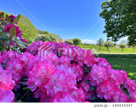 pink flowers in the garden pink flowers in the garden 140434347