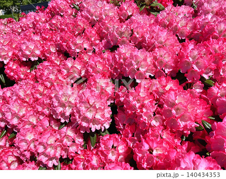 pink flowers in the garden pink flowers in the garden 140434353