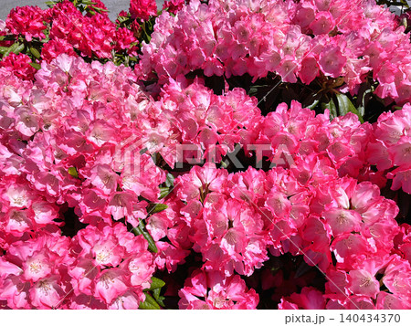 Flowers Azalea or Rhododendron during summer in Holmparken,Herning Flowers Azalea or Rhododendron during summer in Holmparken,Herning 140434370