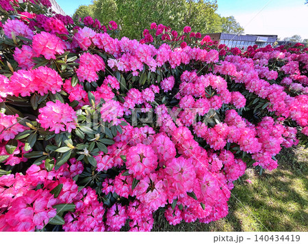 Flowers Azalea or Rhododendron during summer in Holmparken,Herning Flowers Azalea or Rhododendron during summer in Holmparken,Herning 140434419