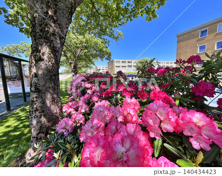 Flowers Azalea or Rhododendron during summer in Holmparken,Herning 140434423