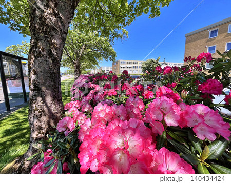 Flowers Azalea or Rhododendron during summer in Holmparken,Herning Flowers Azalea or Rhododendron during summer in Holmparken,Herning 140434424