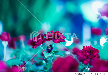 夜の花 夜の花 140434484