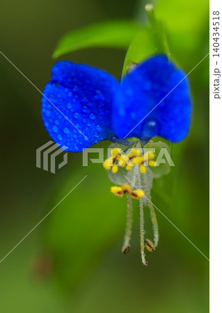 秋の野に咲く青い露草の花 秋の野に咲く青い露草の花 140434518