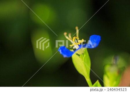 秋の野に咲く青い露草の花 秋の野に咲く青い露草の花 140434523