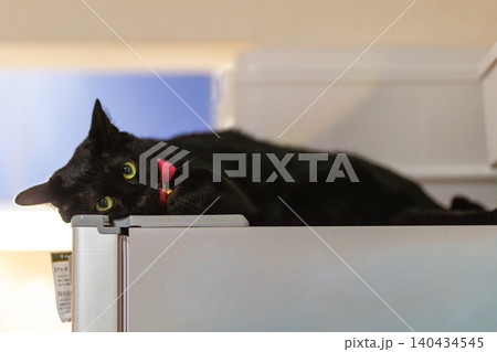 黒猫 黒猫 140434545