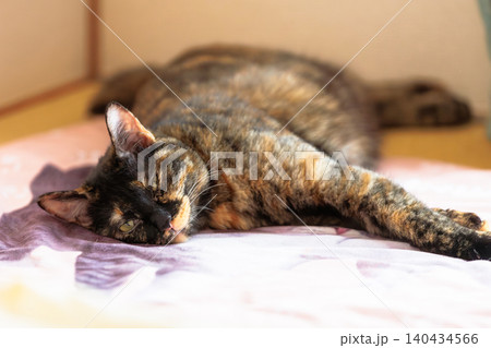 サビ猫 140434566