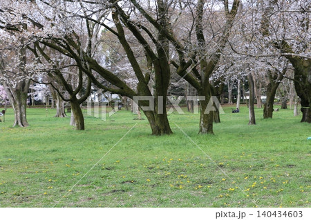 小金井公園に春を告げる満開のさくら 140434603