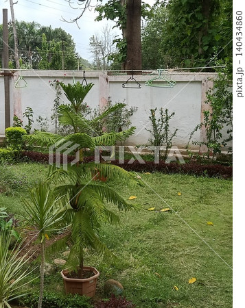 home plants in pots home plants in pots 140434860