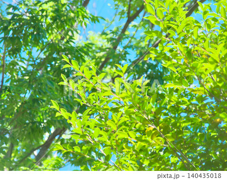 春の光の中で輝く5月の新緑 自然風景(2026年5月) 春の光の中で輝く5月の新緑 自然風景(2026年5月) 140435018