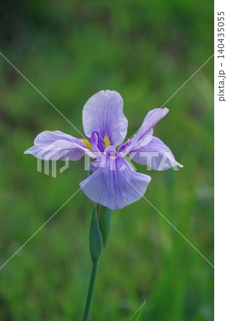朝陽に輝く花菖蒲 朝陽に輝く花菖蒲 140435055