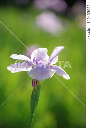 朝陽に輝く花菖蒲 140435063