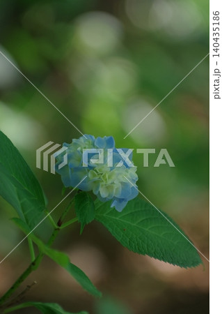 やわらかな光の中の紫陽花 140435186