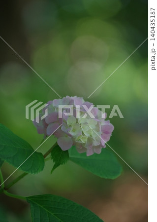 やわらかな光の中の紫陽花 140435187