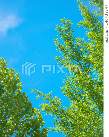 春の光の中で輝く5月の新緑 自然風景(2026年5月) 春の光の中で輝く5月の新緑 自然風景(2026年5月) 140435247